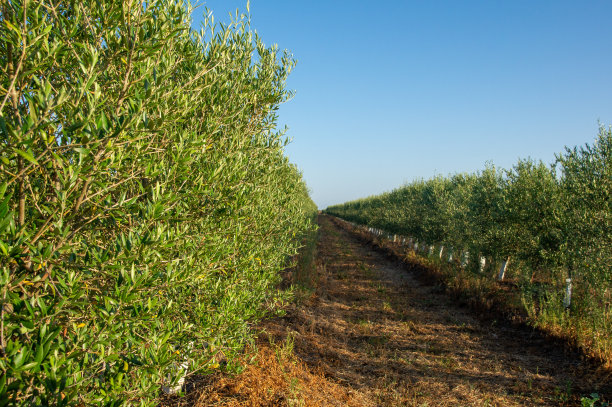 一排排的橄榄树生长在密集耕种的田地里，天空湛蓝。图片下载