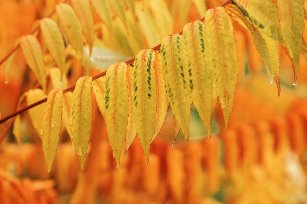 美丽的自然背景，五颜六色的植物叶子配上雨点，雨后的自然风光。黄橙秋景，生机盎然的湿叶季节性造型照片。秋季色彩图片下载
