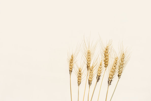 顶部视图谷物作物的耳朵与芒，硬粒小麦谷物作物在阳光下米色背景与复制空间。桌子上平躺着麦穗，最小的静物，收获的概念图片下载