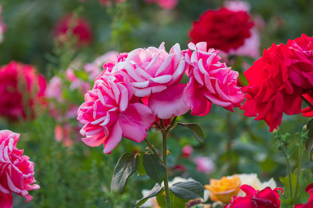 粉红玫瑰特写图片下载