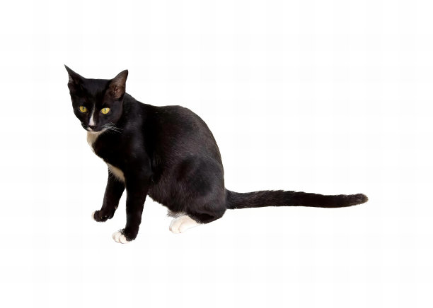 一张黑猫坐在白色表面上的照片，有一只黑猫坐在白色表面上。图片下载