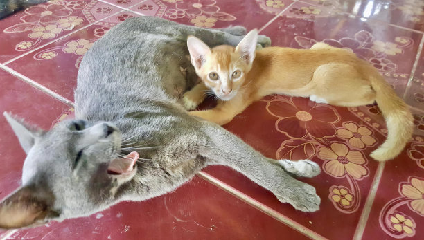 一张猫和狗躺在瓷砖地板上的照片，有两只猫和一只狗躺在地板上。图片下载