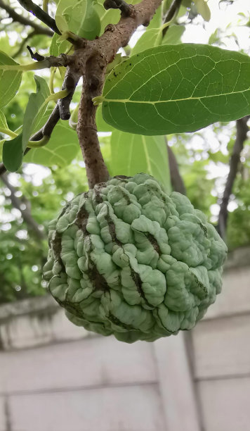 一张绿色的水果挂在树枝上的照片，有一个绿色的水果挂在有叶子的树上。图片下载