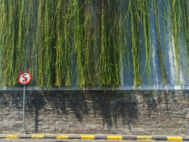 墙上挂着一串植物图片下载