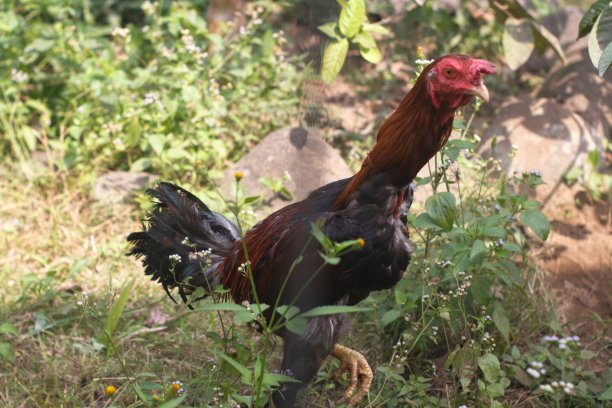 一只在草丛中寻找食物的公鸡图片下载