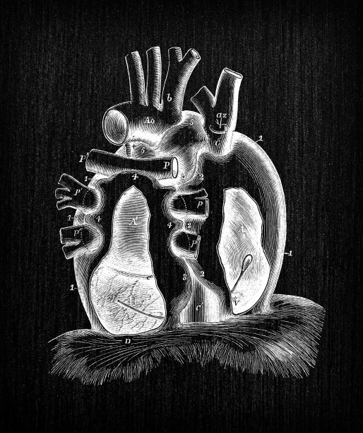 人体解剖古插图:心包图片下载