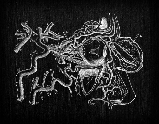 人体解剖学古董插图:眼动脉图片下载