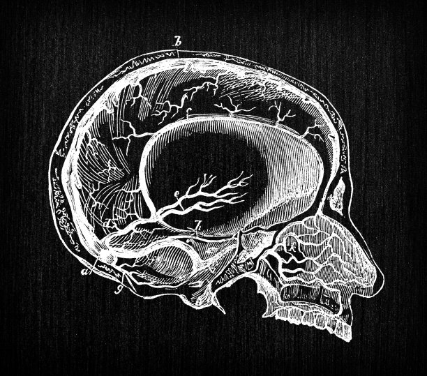 人体解剖学古董插图:颈部和头部静脉图片下载