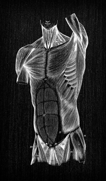 人体解剖学古董插图:躯干肌肉图片下载
