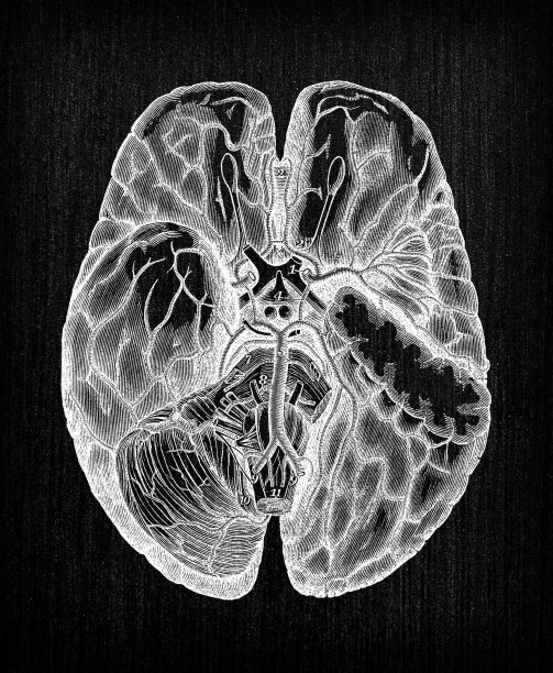 人体解剖学古董插图:脑动脉图片下载