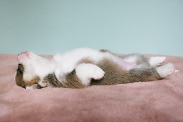 正在睡觉的三周大的彭布罗克威尔士柯基小狗图片下载