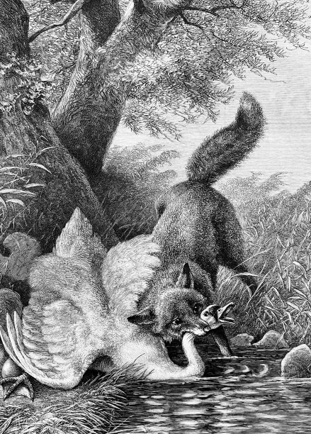 狐狸抓住一只天鹅图片下载