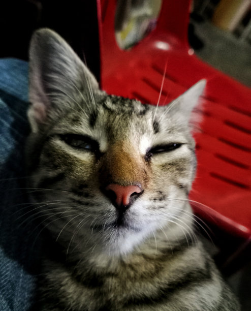 猫有问题图片下载