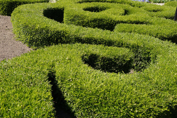 景观设计中的常绿黄杨木，公园内装饰的灌木图片下载