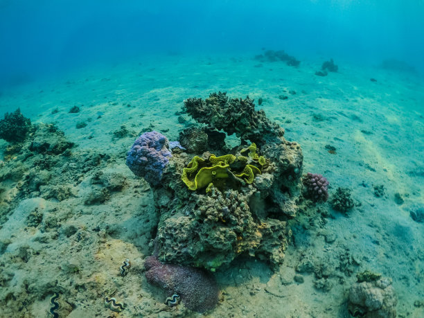 红海沙质海底的珊瑚图片下载