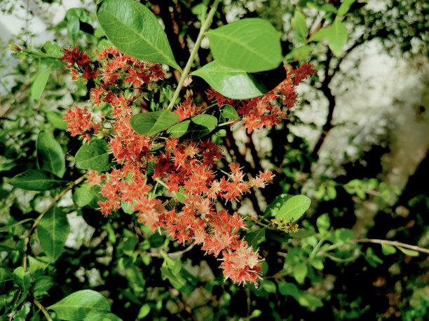 惯性劳森图片下载