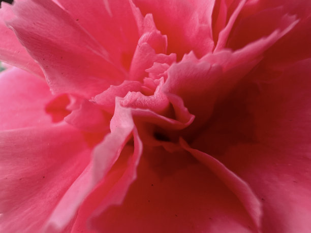 植物的粉红色花。图片下载