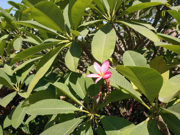 中国罕见的凤仙花。她的美丽令我惊叹。鸡蛋花，也被称为鸡蛋花，是开花植物亚科的一个属。图片下载