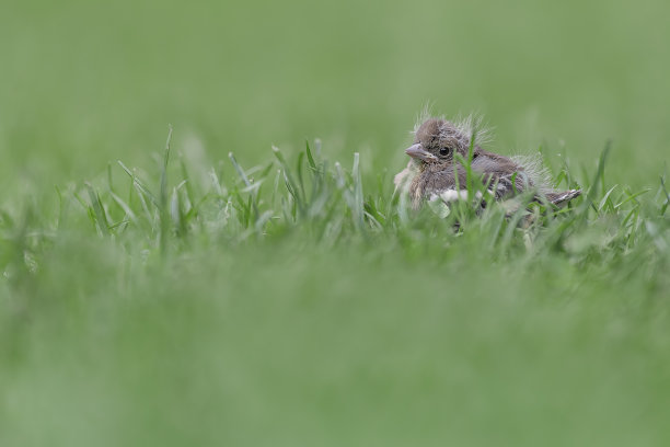 草地上的新生命，普通雀的雏鸟图片下载