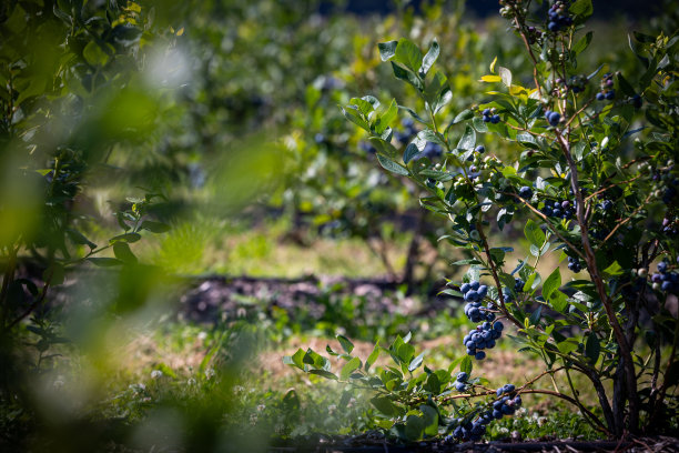 灌溉种植园上的蓝莓丛。七月中旬是浆果成熟和第一次收获的季节。又大又酸又甜多汁的浆果长在树枝上。图片下载