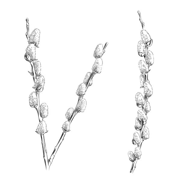Pussywillows Branches Ink Vector插图图片下载