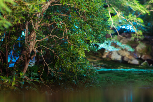 夏日的滋贺花园风景图片下载