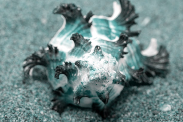 黄金比例艺术设计的贝壳，黑色和白色。特写镜头。宏。图片下载