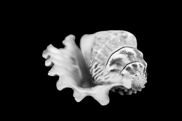 贝壳孤立的黑色背景，特写。图片下载
