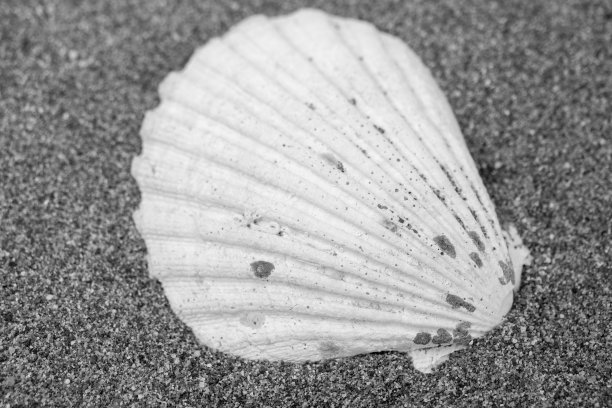沙滩上的白色贝壳，微距，特写。暑假背景。图片下载