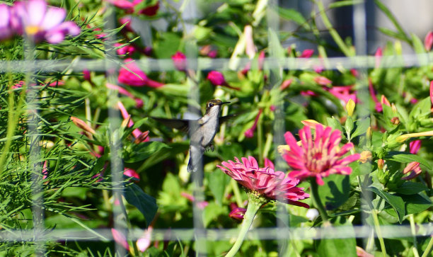 红宝石喉蜂鸟图片下载