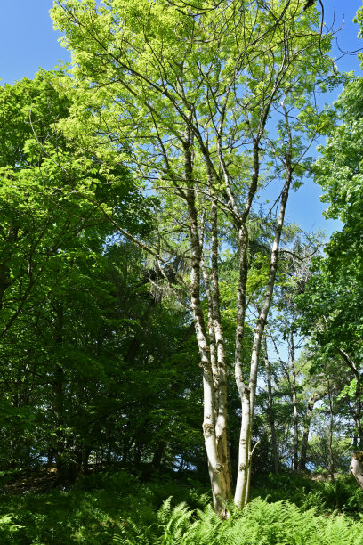 春天有新鲜绿叶的树图片下载