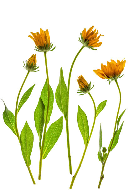 白色背景上的Rudbeckia花。黄色花朵的花卉构图。垂直图片下载