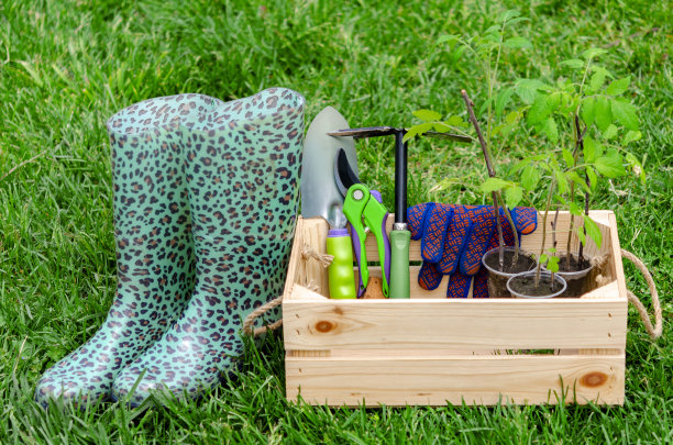 美丽的照片组成的西红柿幼苗在一个木制的板条箱周围的花园工具。图片下载