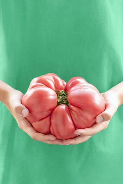 大新鲜采摘的番茄-茄红番茄在儿童手中分离的绿色。巨大的红色传家宝番茄。家庭农场收获果蔬，抗氧化剂番茄红素，收获粮食图片下载