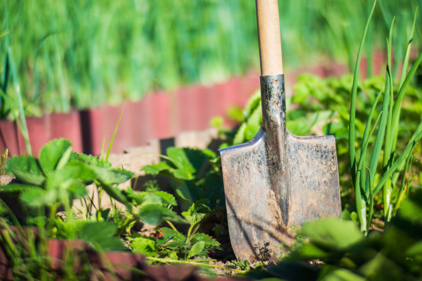农民的花园工具和设备-铲子。夏季或春季在种植园上进行园艺或农业工作的概念图片下载