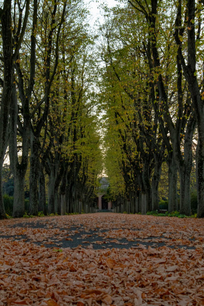 萨维纳的圣拉扎罗图片下载