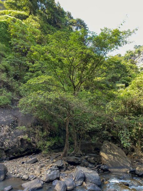 树叶、树木和岩石。图片下载
