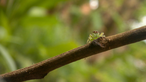 一只绿蜘蛛栖息在树枝上的特写，背景是自然图片下载