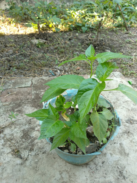 从用过的桶里种植花盆图片下载