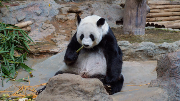 可爱的懒熊猫在公园里吃竹子。图片下载