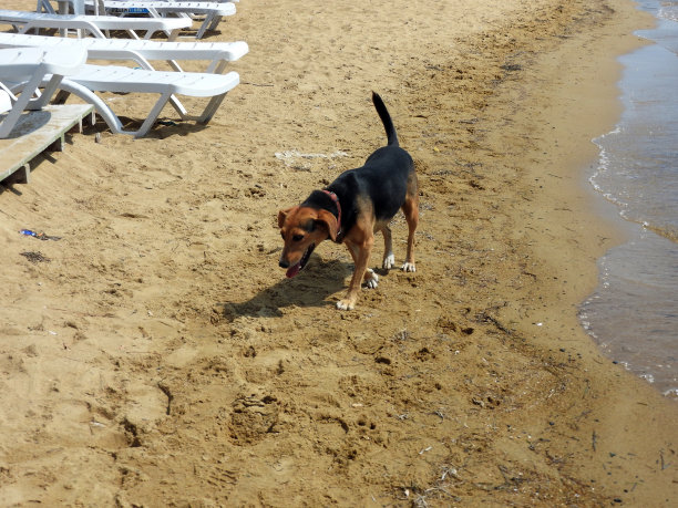 孤独的狗走在沙滩上图片下载
