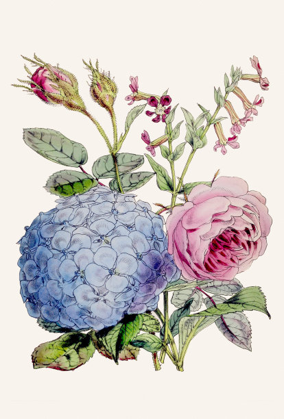 复古植物花束插图图片下载