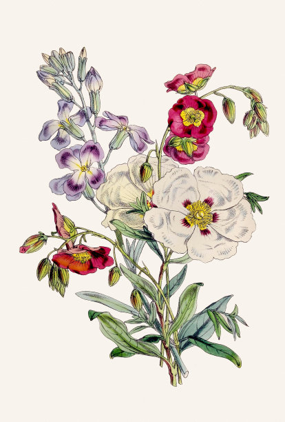 复古植物花束插图图片下载