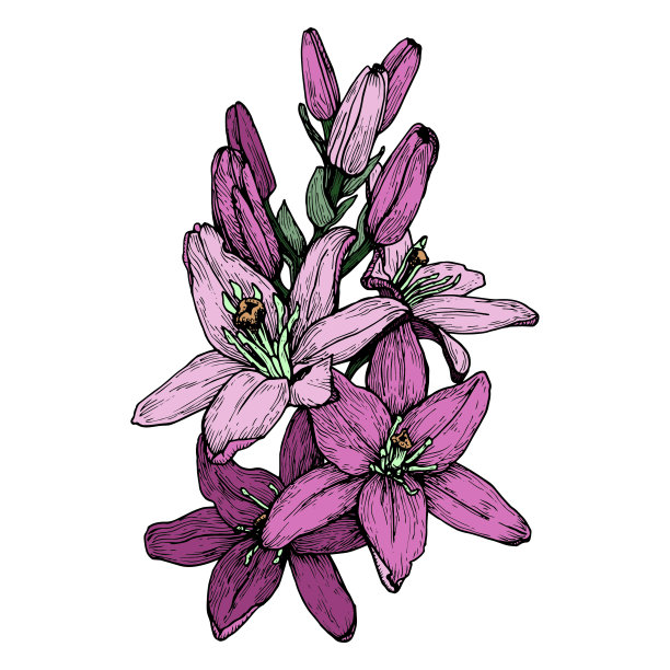 百合图文插画，孤立，彩色，可用于印刷，各种图案，明信片，请柬，办公，服装。图片下载