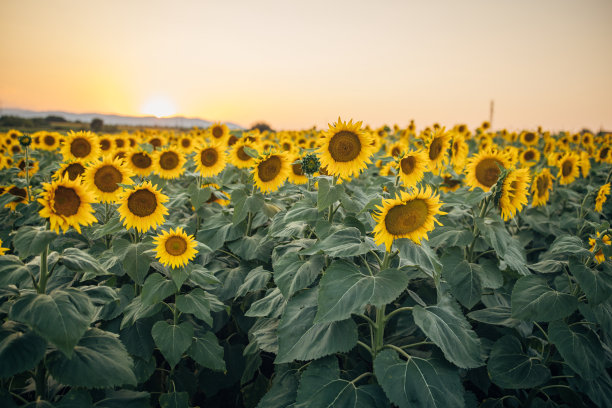 向日葵盛开的农田图片下载
