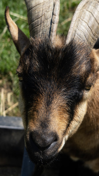 长角的矮山羊(Capra hircus)站在围场的绿色草地上，看着相机，头照，聚焦在前景图片下载