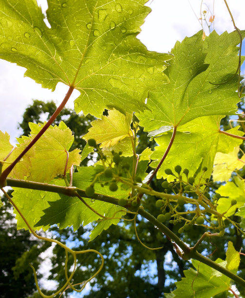 葡萄小的酿酒植物图片下载