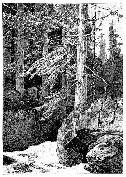 菲尔森林图片下载