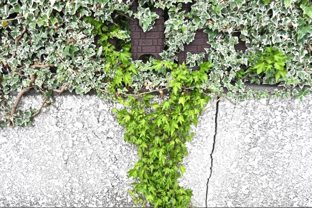 波士顿常春藤(Parthenocissus tricuspidata)藤科落叶藤本植物。图片下载