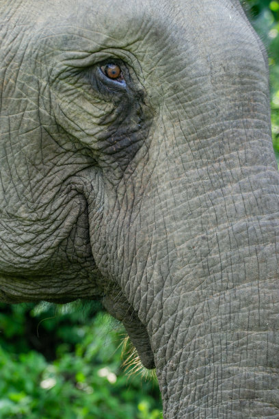 驯服的大象图片下载
